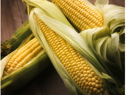 Кукуруза