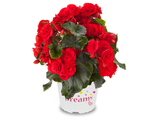 Бегония Begonia Solenia Red Orange