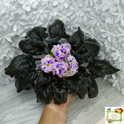 БР-Зимняя Метель (С. и Н. Буркацкие) 2021 г.