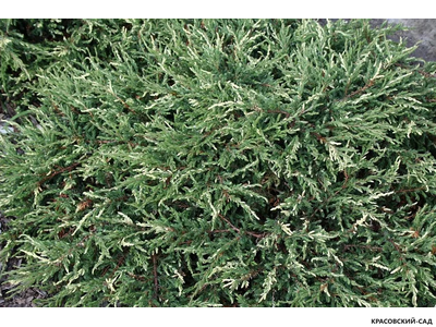 Можжевельник обыкновенный Спотти Спайдер