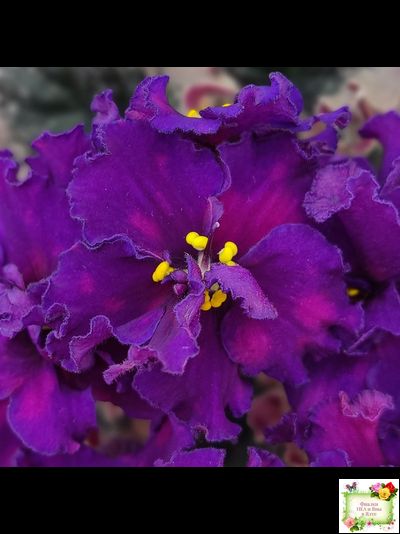 ВаТ-Тип-Топ (Т. Валькова) 2015 г. (лист посажен 04.02.26)