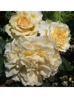 Мисс Файн (Miss Fine)