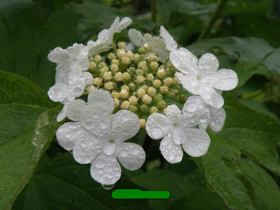 "Цветок калины бульдонеж " силиконовый молд (вайнер)