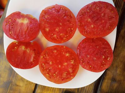 Томат Лидия Боровая