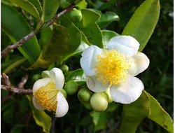 Семена Зеленого чая, Камелии китайской (Camellia sinensis var. assamica) Organic (нераф) 10 мл - масло базовое