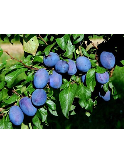 Слива Крупная синяя (ранн.)