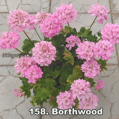 Пеларгония Borthwood