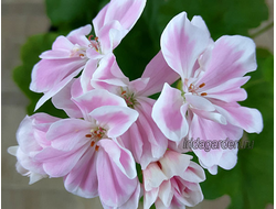 Пеларгония Saga