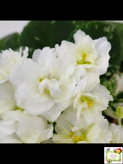 Adirondack Moon (S. Sorano) (детка)