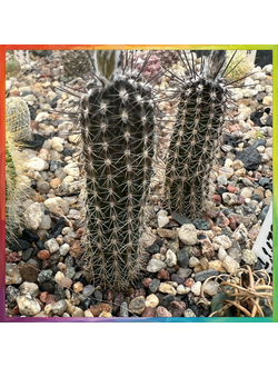 Setiechinopsis mirabilis