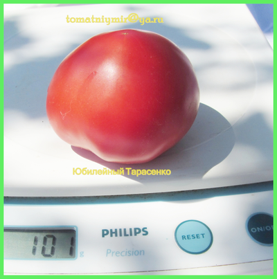 Томат Юбилейный Тарасенко