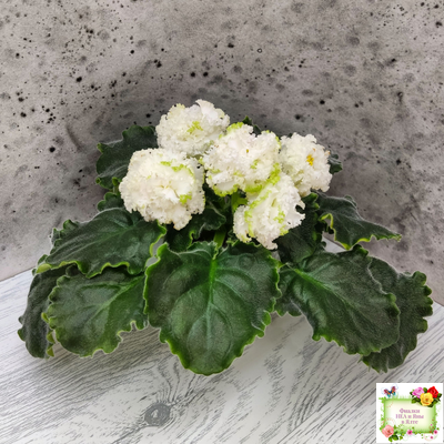 ЕК-Изумрудные Розы (Е.Коршунова) 2018 г.