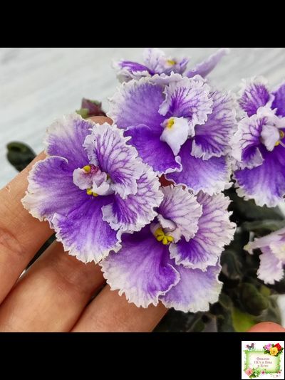 Н-Тет-а-Тет (Н. Бердникова) 2019 г. (лист укоренённый с деткой)