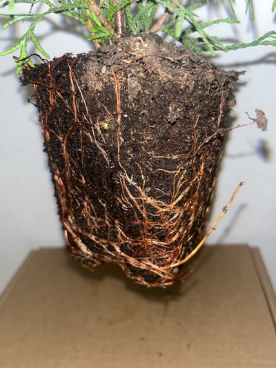 туя западная Смарагд  Р9