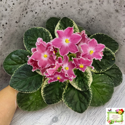 НД-Наталка-Полтавка (Н. Данилова-Суворова) 2018 г.