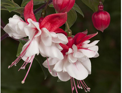 Фуксия гибридная Swingtime, p11