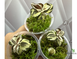 Драгоценная орхидея  Anoectochilus roxburghii variegated