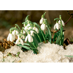 D0258 Подснежники в снегу