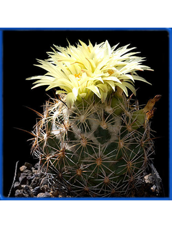 Coryphantha palmeri