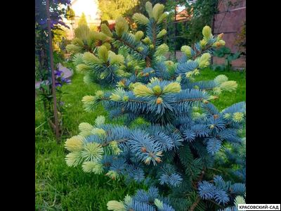 Ель колючая