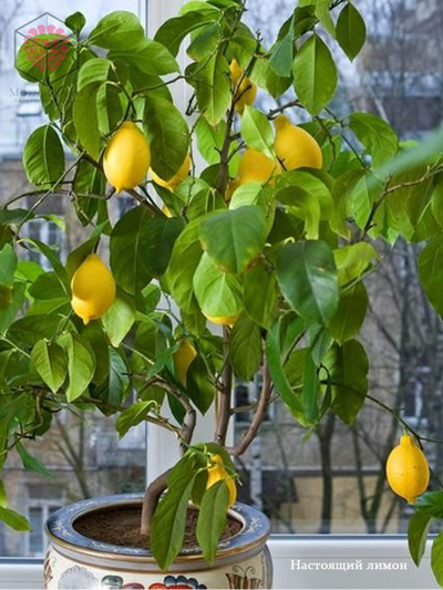 Набор вайнеров и каттеров "Листья лимона"