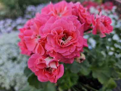 Пеларгония СиМ-Поэзия