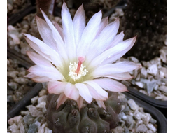 Neochilenia napina PC 248 - 10 семян