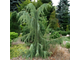 Можжевельник обыкновенный Хорстманн (Juniperus communis Horstmann)