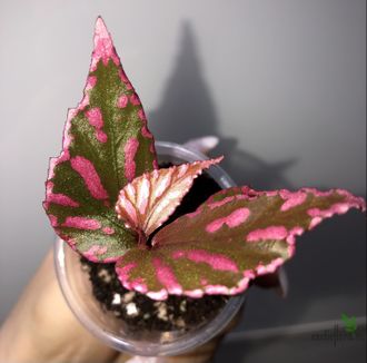 Бегония sp. Julau (широкий лист) розовая