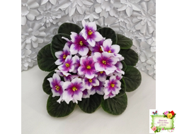 Dn-Райська Насолода (Д.Денисенко) химера (стартер сорт)