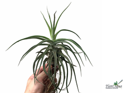 Тилландсия Sitting pretty