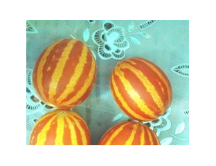 Дыня вьетнамская подарок дедушки хо ши мина (сады россии). Дыня подарок хо ши мина. Подарок хошимина дыня вьетнамская. Сорт ““дыня вьетнамская” дыня. Дыня подарок дедушки хошимина.