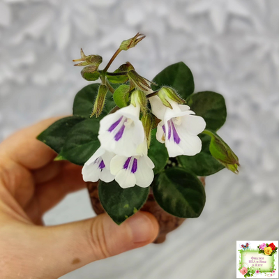 Deinostigma tamiana (Primulina tamiana (примулина тамиана))