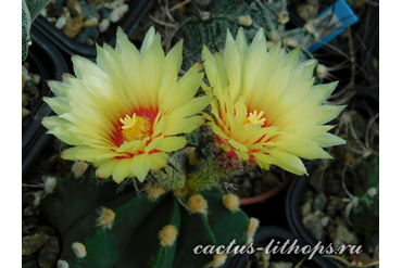 Astrophytum hybrydni 