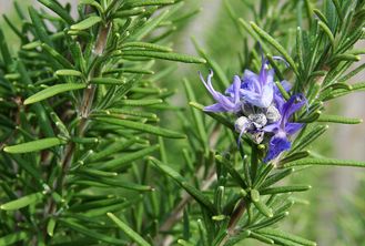 Розмарин хем. цинеольный (Rosmarinus officinalis CT Cineole) цветущие верхушки (5 мл) - 100% натуральное эфирное масло