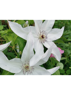 Клематис Beautiful Bride (Бьютифул Брайд)
