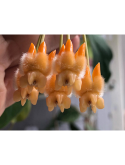 Hoya Lasiantha
