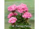 Пеларгония Frensis Parrett