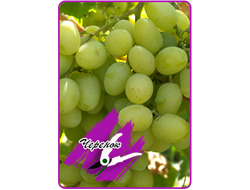 Ландыш (укоренённый черенок)