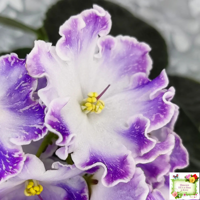 DS-Изюм (Dimetris) 2014 г. (лист с детками укоренённый)