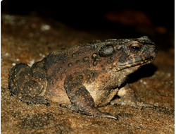 Азиатская гигантская жаба или Жесткая жаба(Bufoasper или Phrynoidisasper)