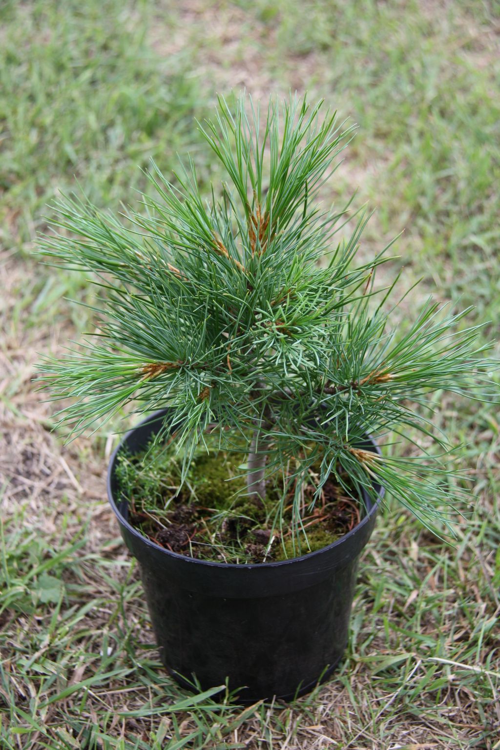Pinus Cembra glauca Trento