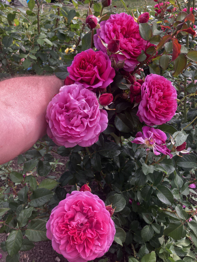 Джеймс Л.Остин (James L.Austin)