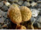 Lithops hookeri v.susannae C091 - 5 семян