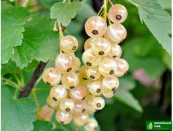 Смородина белая "Белая Фея"