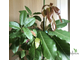 Ficus Superba = Fiсus sр.(T30) Nаkorn Раthom Thаiland / фикус суперба