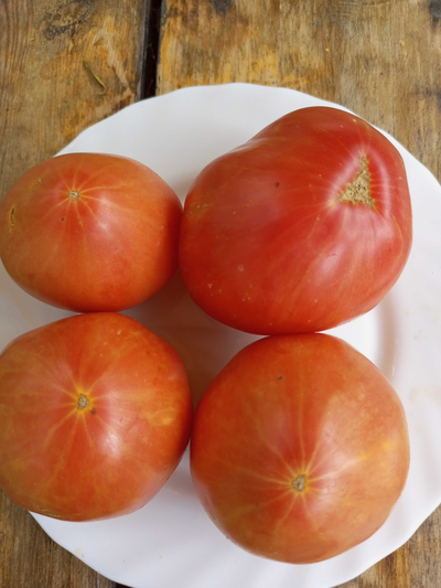 Томат Купола Вологодской Софии