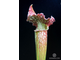 Sarracenia Hybrid 3