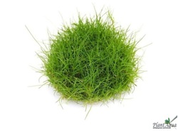 Элеохарис парвула (меристемный) АЗИЯ