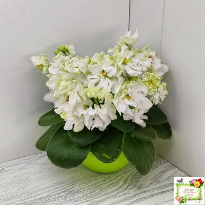 DS-Прекрасное Далеко (Dimetris) 2021 г.